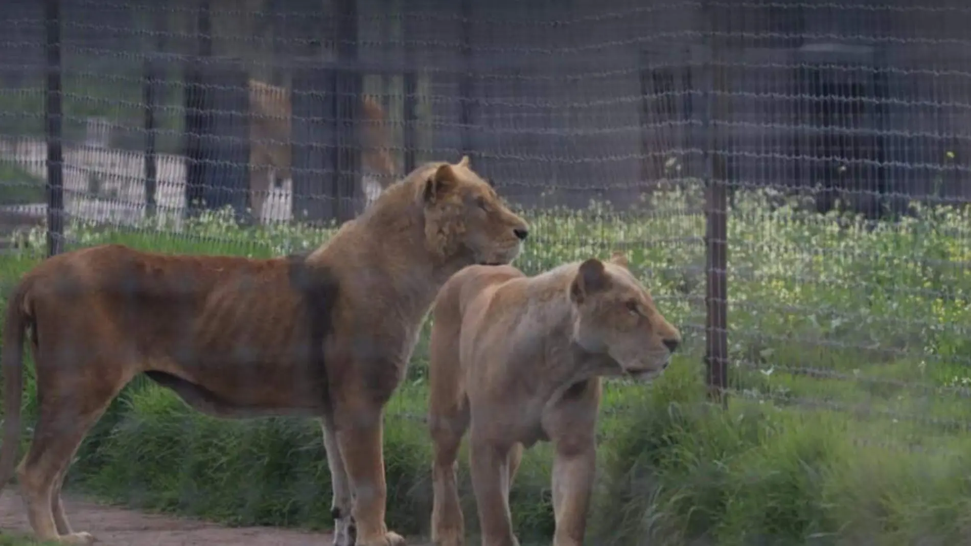 leones IGNACIO HUITZIL